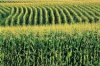 corn row.jpg